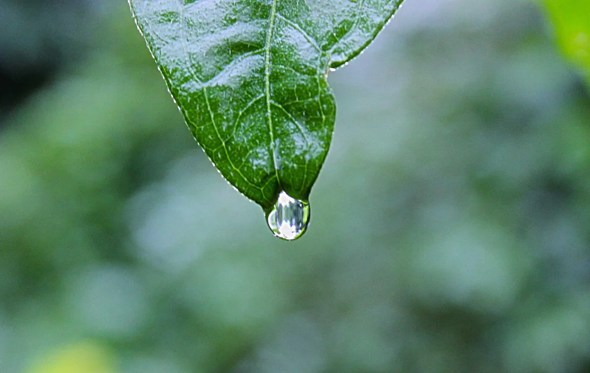 Natural editorial image for AI WhatsApp Support Automation Guide